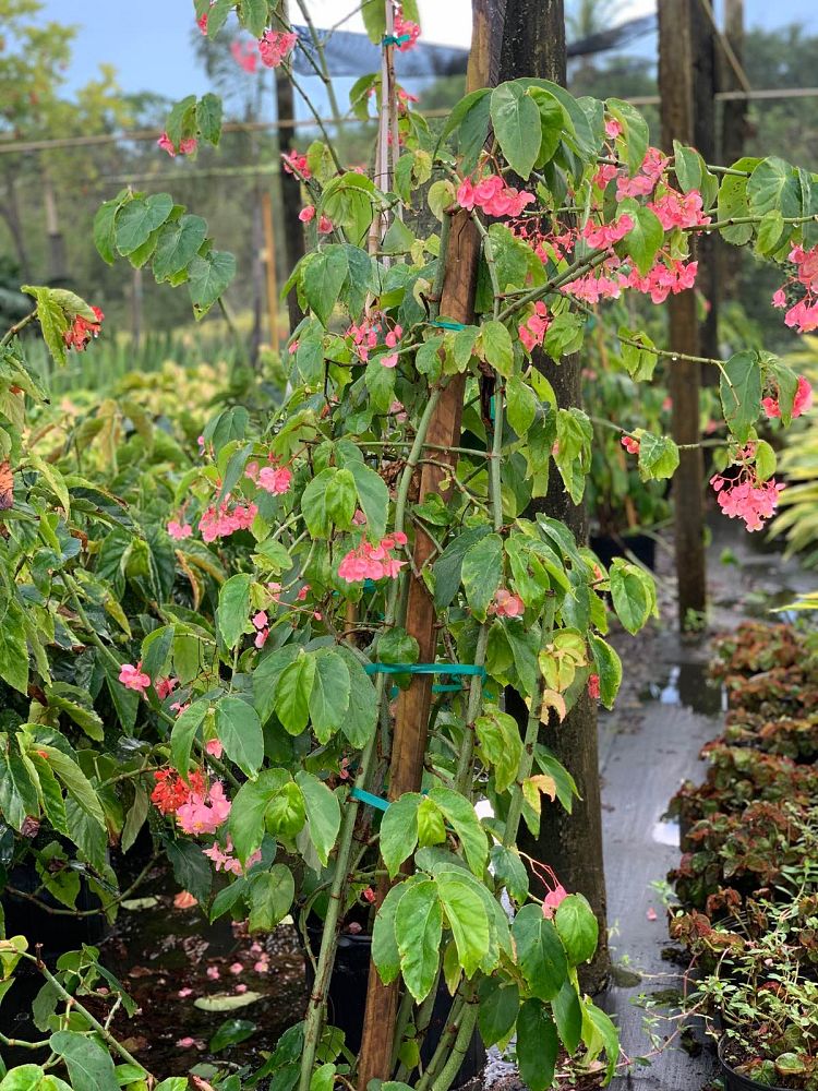 begonia-coccinea-cane-begonia-angel-wing-begonia