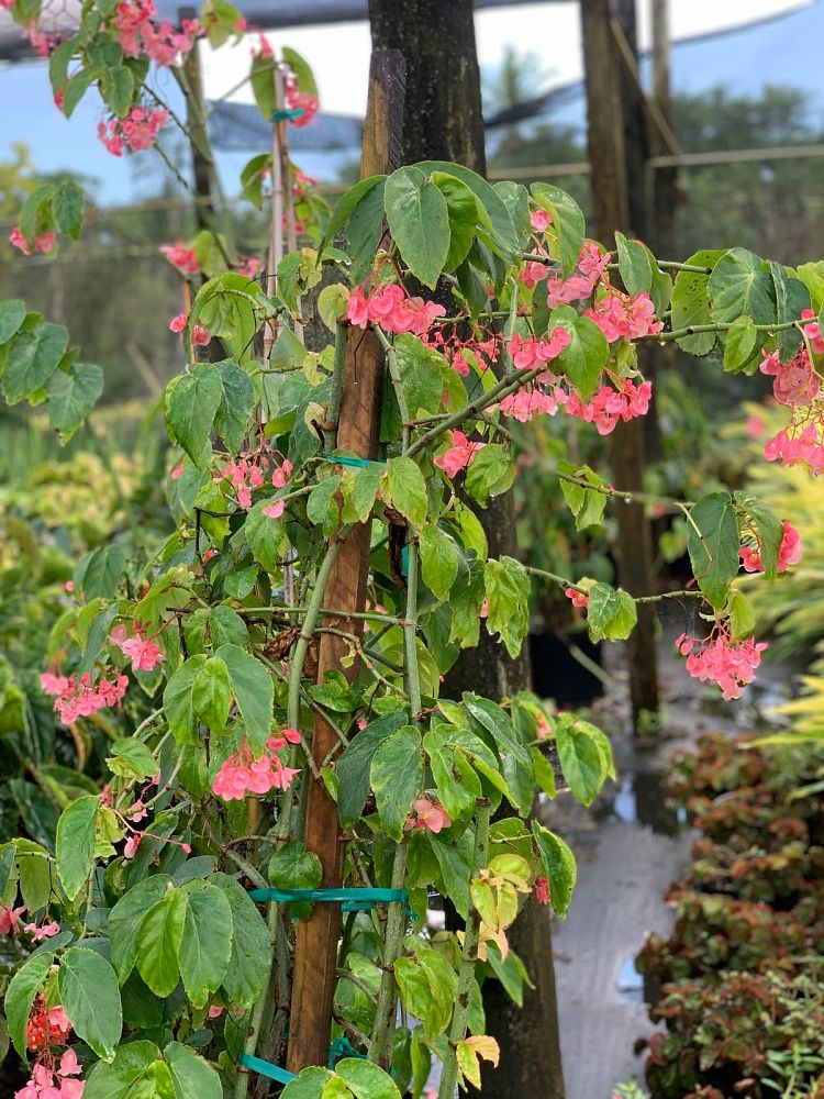 begonia-coccinea-cane-begonia-angel-wing-begonia