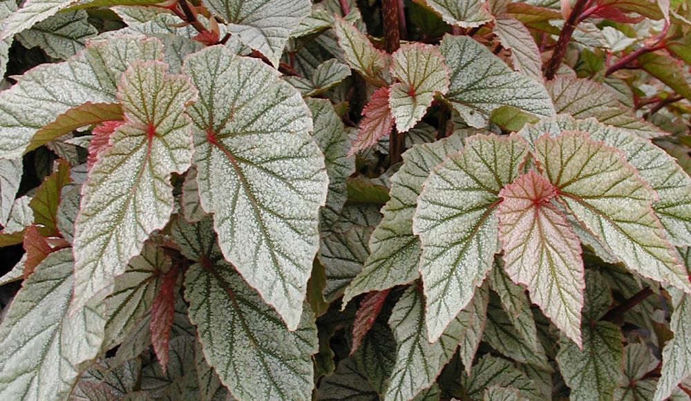 begonia-coccinea-frosty-cane-begonia-angel-wing-begonia