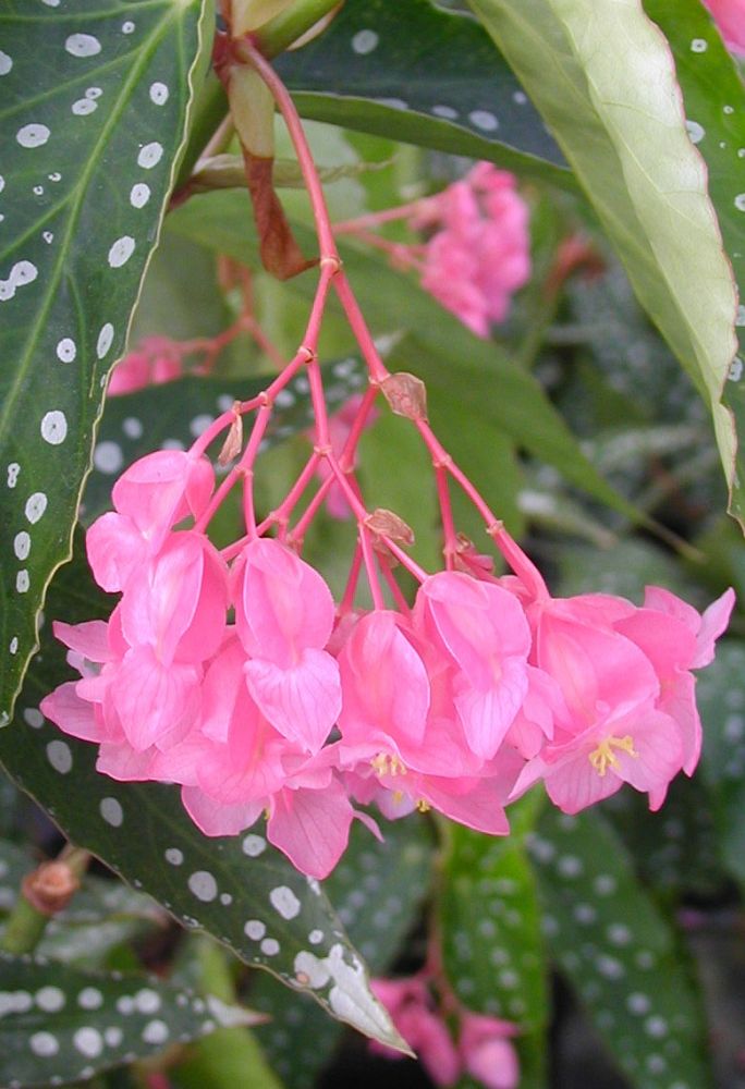 begonia-coccinea-my-special-angel-angel-wing-begonia-cane-begonia