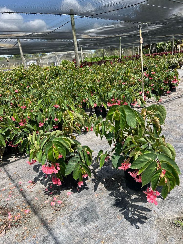 begonia-coccinea-pink-cane-begonia-angel-wing-begonia