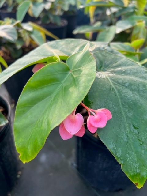 begonia-coccinea-pink-cane-begonia-angel-wing-begonia