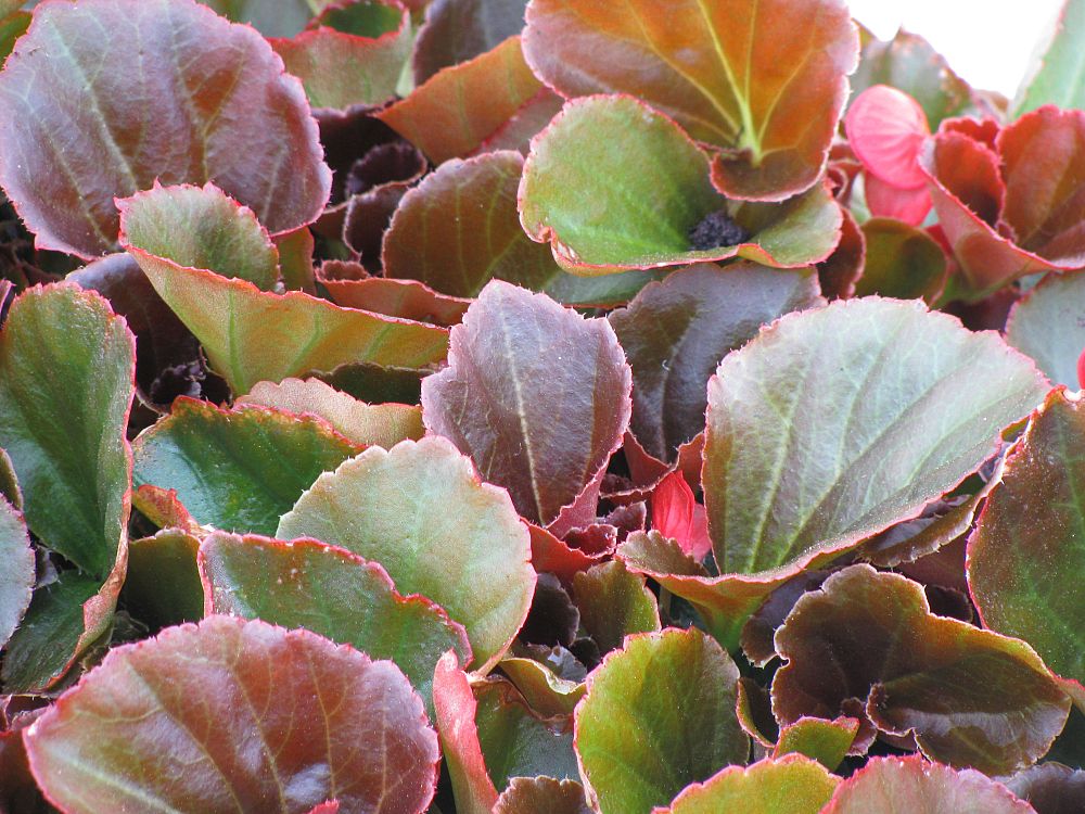 begonia-cocktail-series-wax-begonia