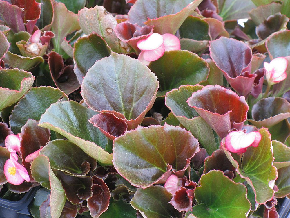begonia-cocktail-series-wax-begonia