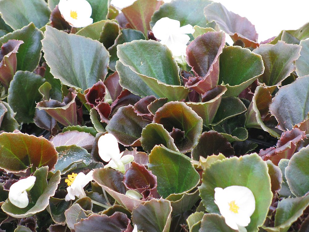 begonia-cocktail-series-wax-begonia