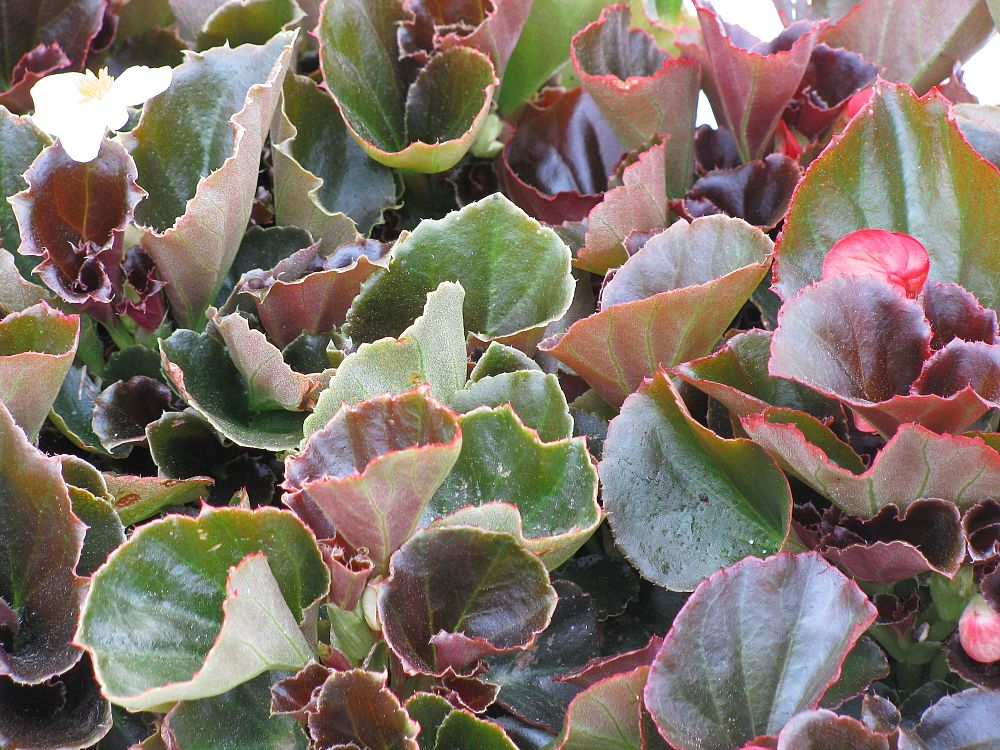 begonia-cocktail-series-wax-begonia