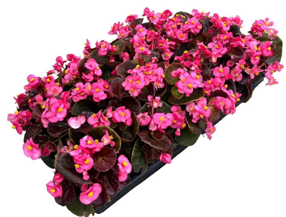 begonia-cocktail-tequila-wax-begonia
