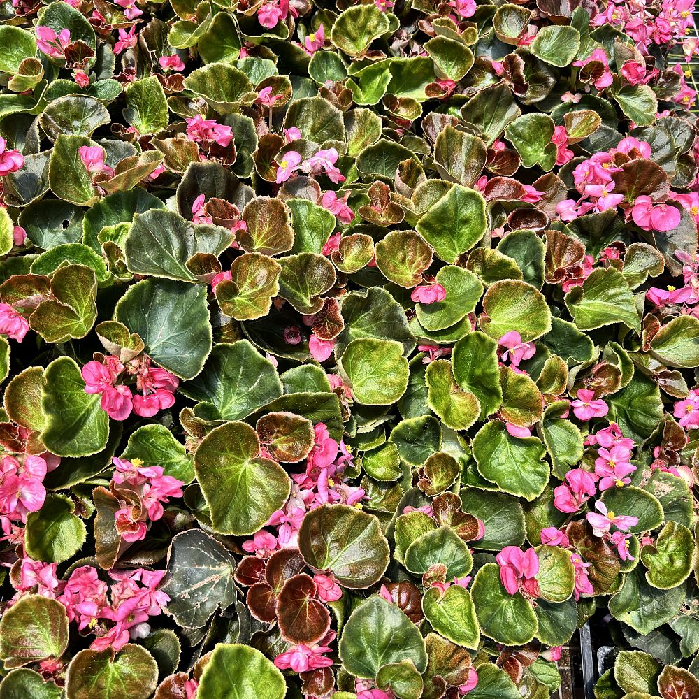 begonia-cocktail-tequila-wax-begonia