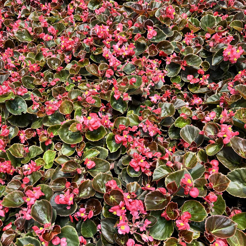 begonia-cocktail-vodka-wax-begonia