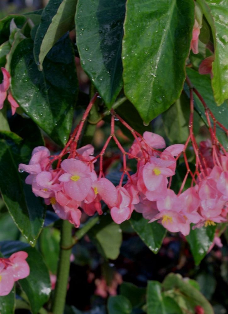 begonia-di-erna