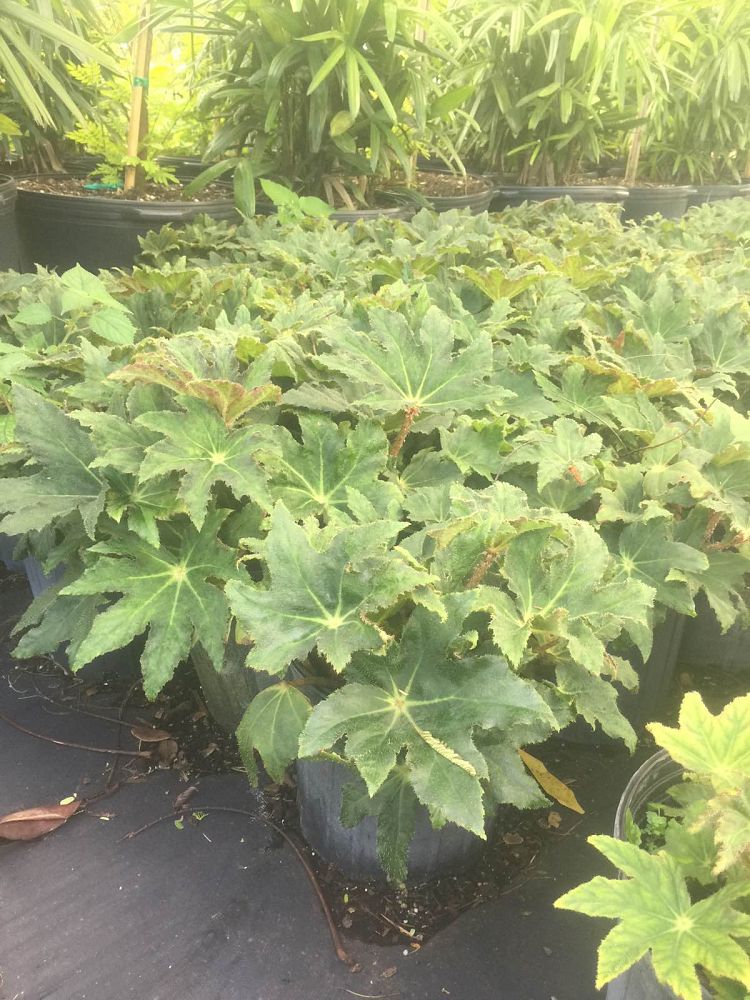 begonia-dr-birdsey