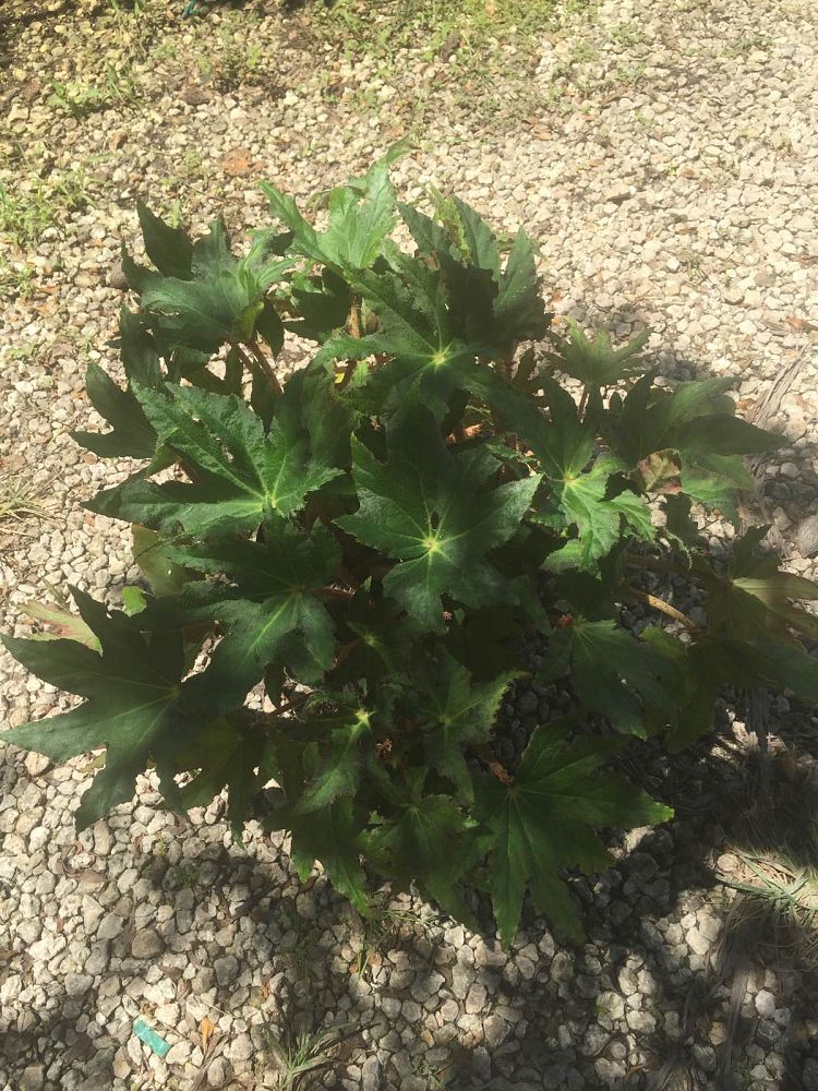 begonia-dr-birdsey