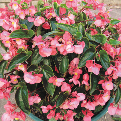 begonia-dragon-wing-pink-dragon-wing-begonia