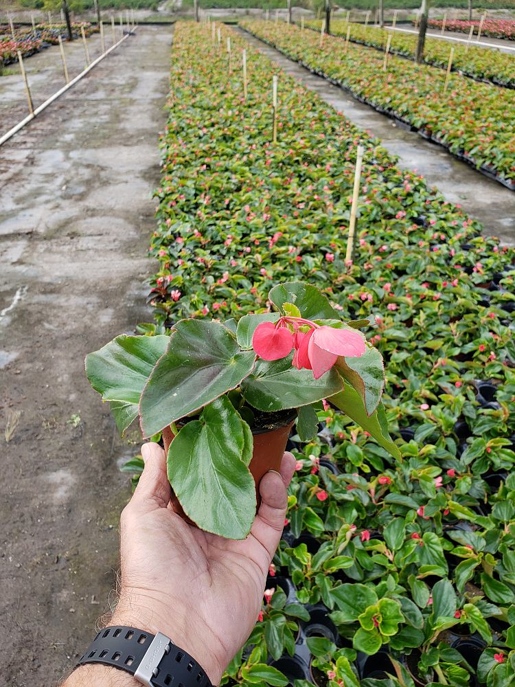 begonia-dragon-wing-pink-dragon-wing-begonia