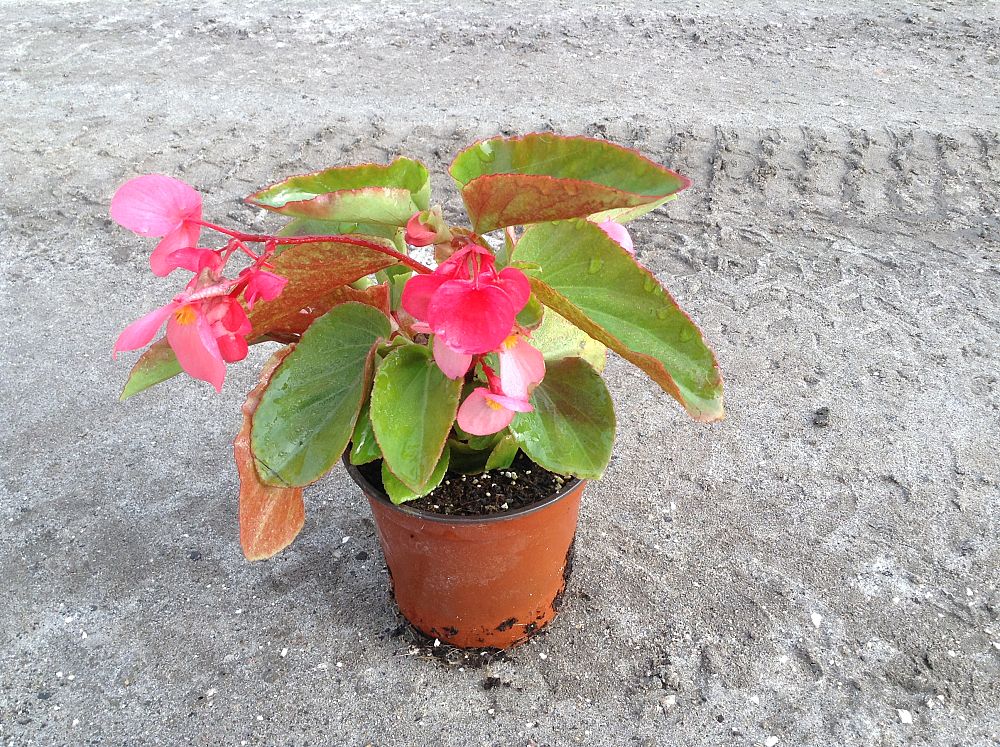 begonia-dragon-wing-pink-dragon-wing-begonia