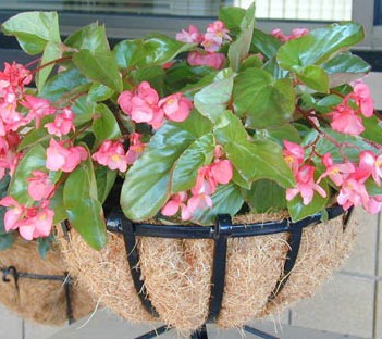 begonia-dragon-wing-pink-dragon-wing-begonia
