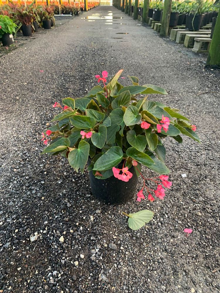begonia-dragon-wing-pink-dragon-wing-begonia