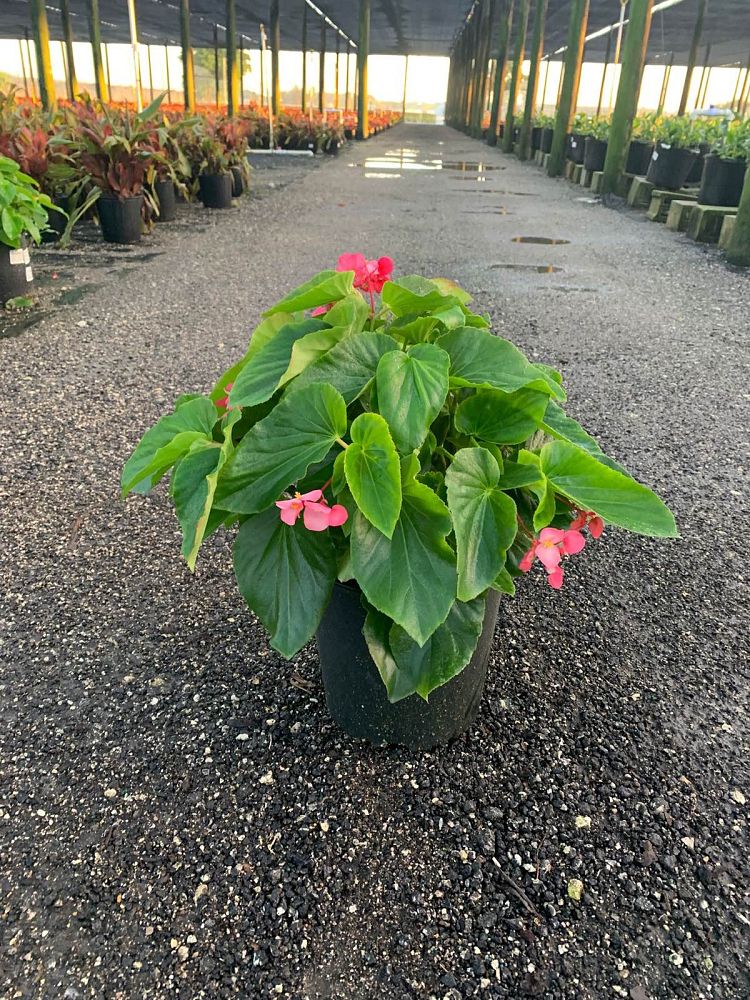 begonia-dragon-wing-pink-dragon-wing-begonia