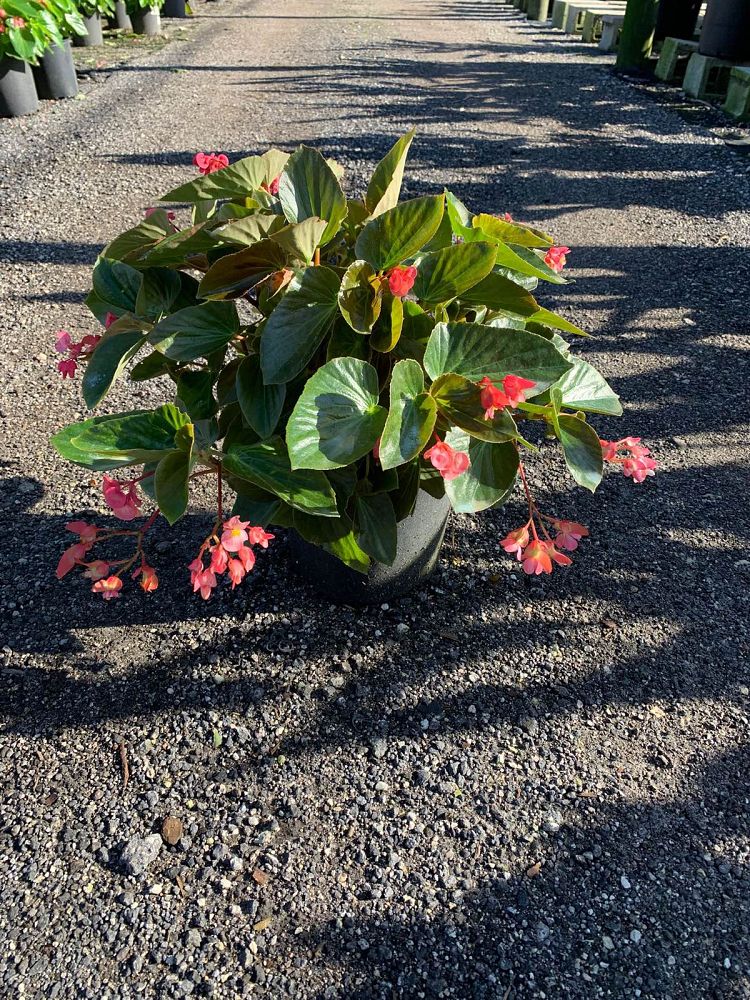begonia-dragon-wing-pink-dragon-wing-begonia