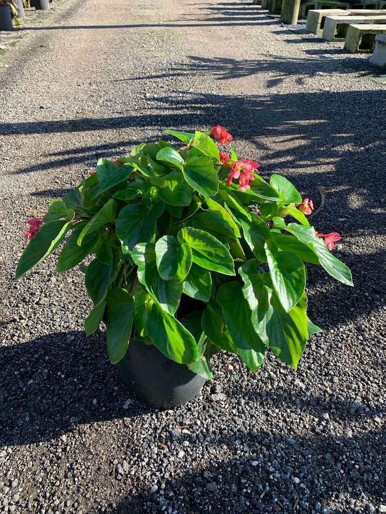 begonia-dragon-wing-pink-dragon-wing-begonia