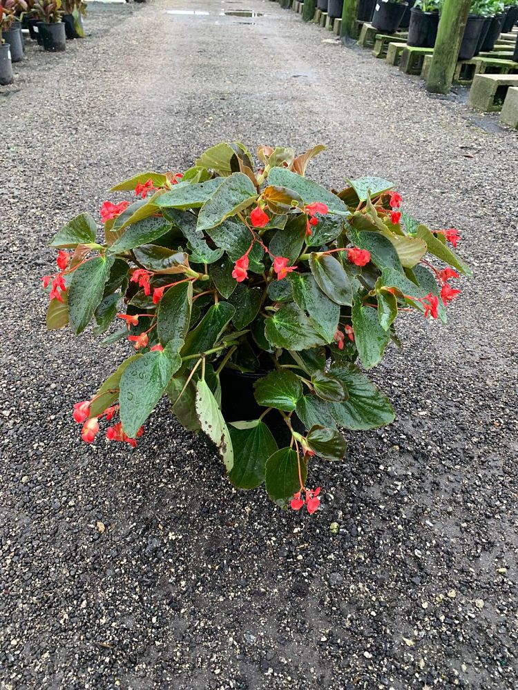 begonia-dragon-wing-pink-dragon-wing-begonia