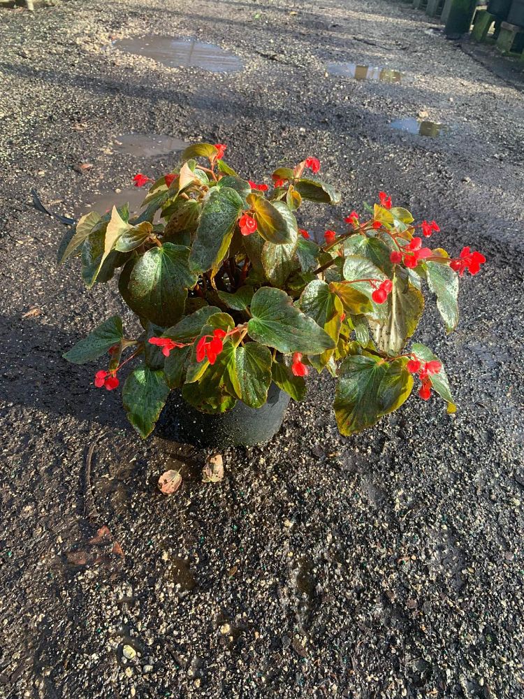 begonia-dragon-wing-pink-dragon-wing-begonia