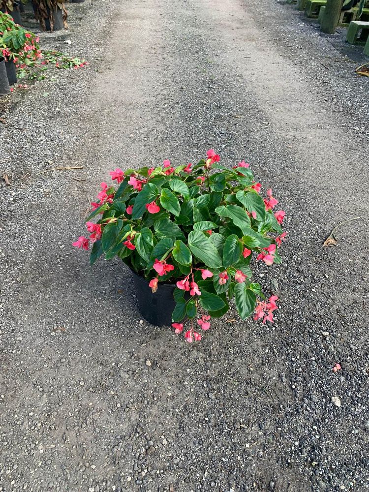 begonia-dragon-wing-pink-dragon-wing-begonia