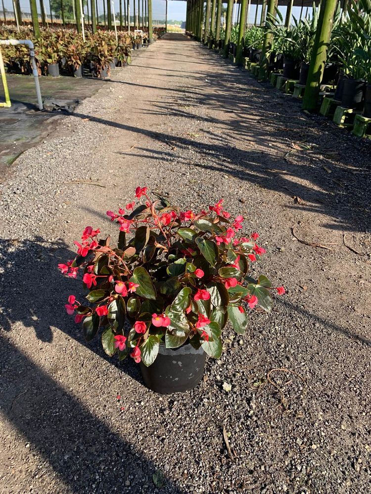 begonia-dragon-wing-pink-dragon-wing-begonia