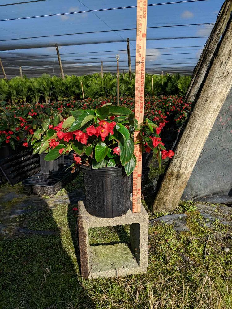 begonia-dragon-wing-red-dragon-wing-begonia