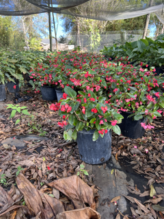 begonia-dragon-wing-red-dragon-wing-begonia