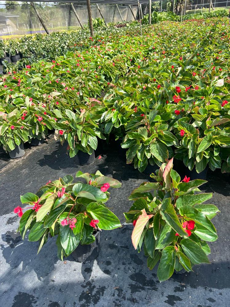 begonia-dragon-wing-red-dragon-wing-begonia