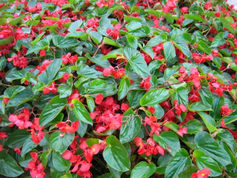 begonia-dragon-wing-red-dragon-wing-begonia
