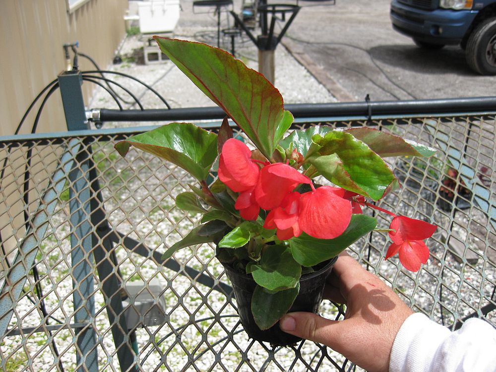 begonia-dragon-wing-red-dragon-wing-begonia