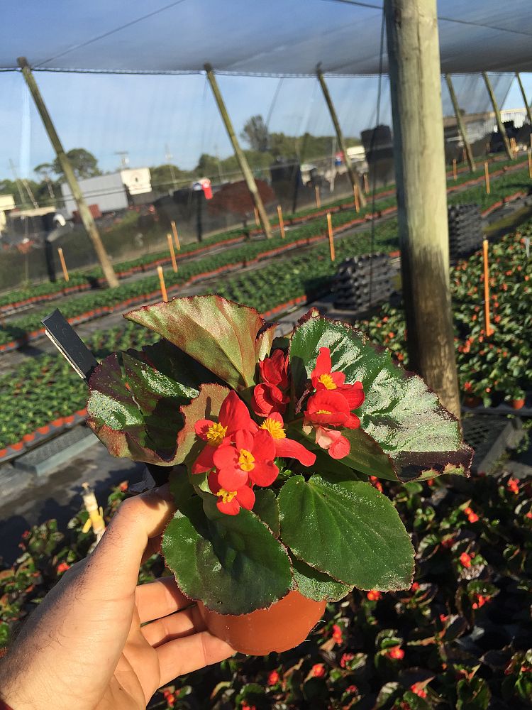 begonia-dragon-wing-red-dragon-wing-begonia