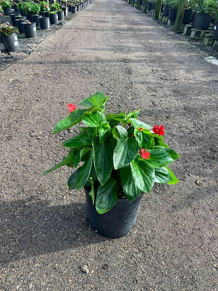 begonia-dragon-wing-red-dragon-wing-begonia