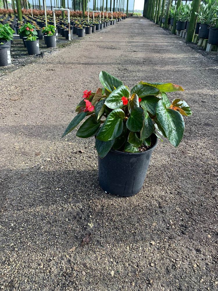 begonia-dragon-wing-red-dragon-wing-begonia