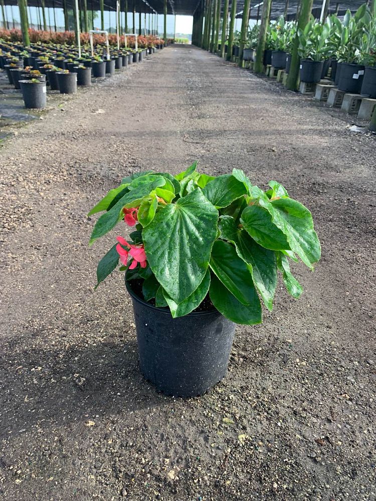 begonia-dragon-wing-red-dragon-wing-begonia