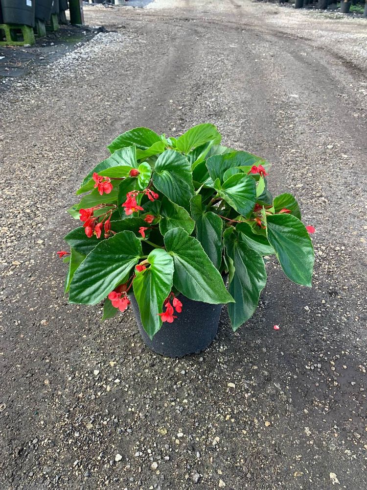 begonia-dragon-wing-red-dragon-wing-begonia