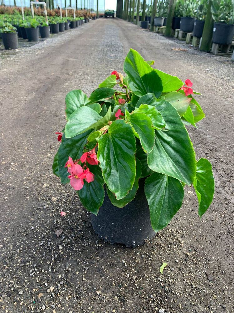 begonia-dragon-wing-red-dragon-wing-begonia