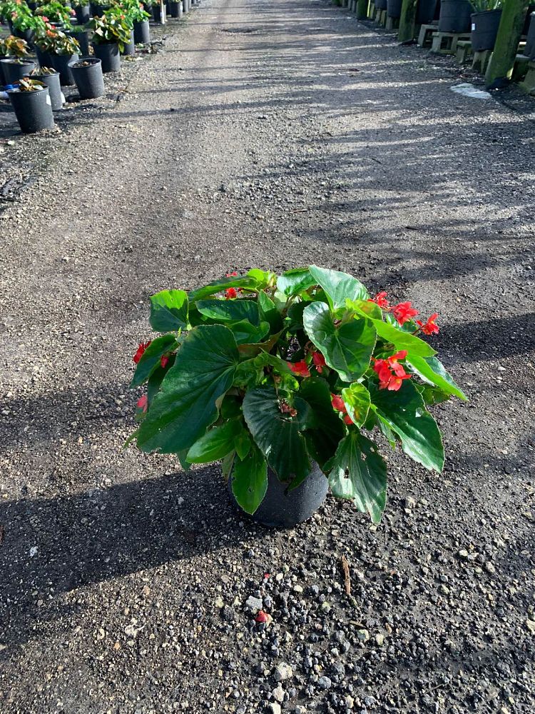 begonia-dragon-wing-red-dragon-wing-begonia