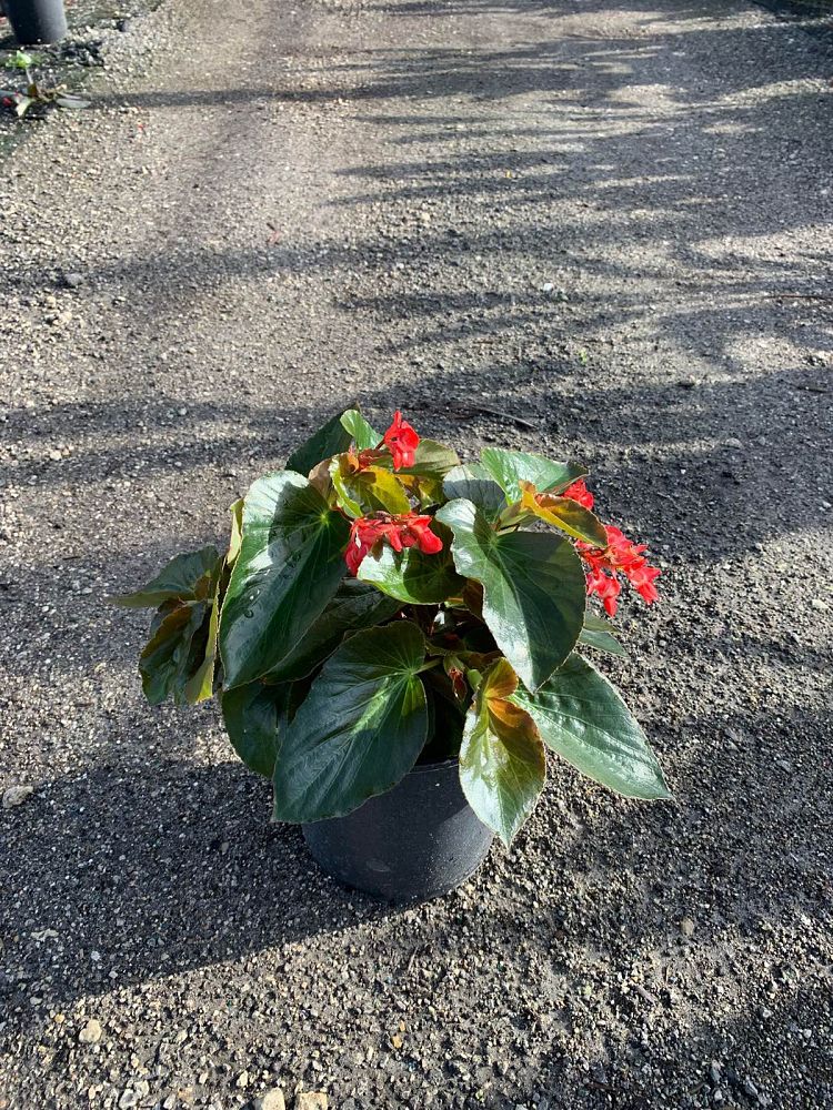 begonia-dragon-wing-red-dragon-wing-begonia