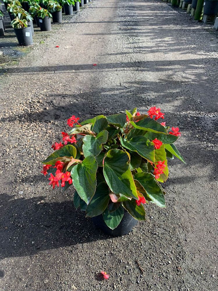 begonia-dragon-wing-red-dragon-wing-begonia