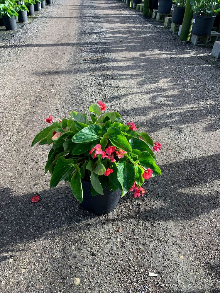 begonia-dragon-wing-red-dragon-wing-begonia