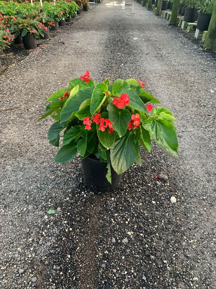 begonia-dragon-wing-red-dragon-wing-begonia
