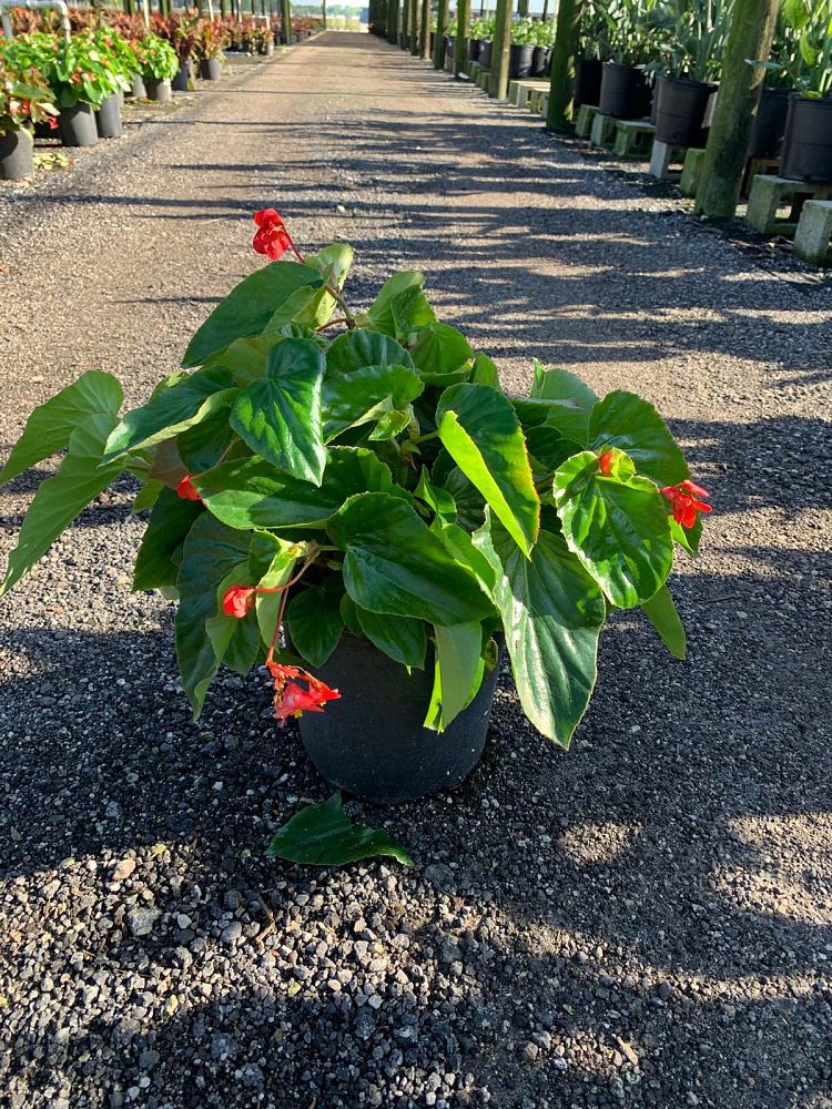 begonia-dragon-wing-red-dragon-wing-begonia