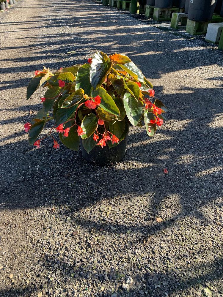 begonia-dragon-wing-red-dragon-wing-begonia