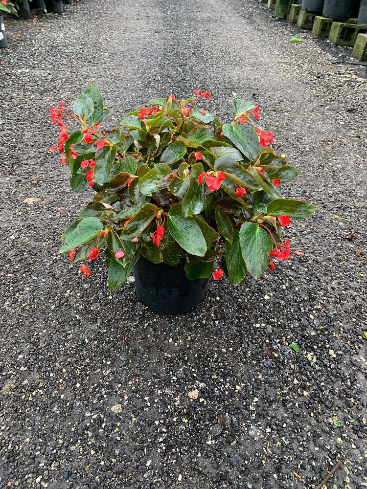begonia-dragon-wing-red-dragon-wing-begonia