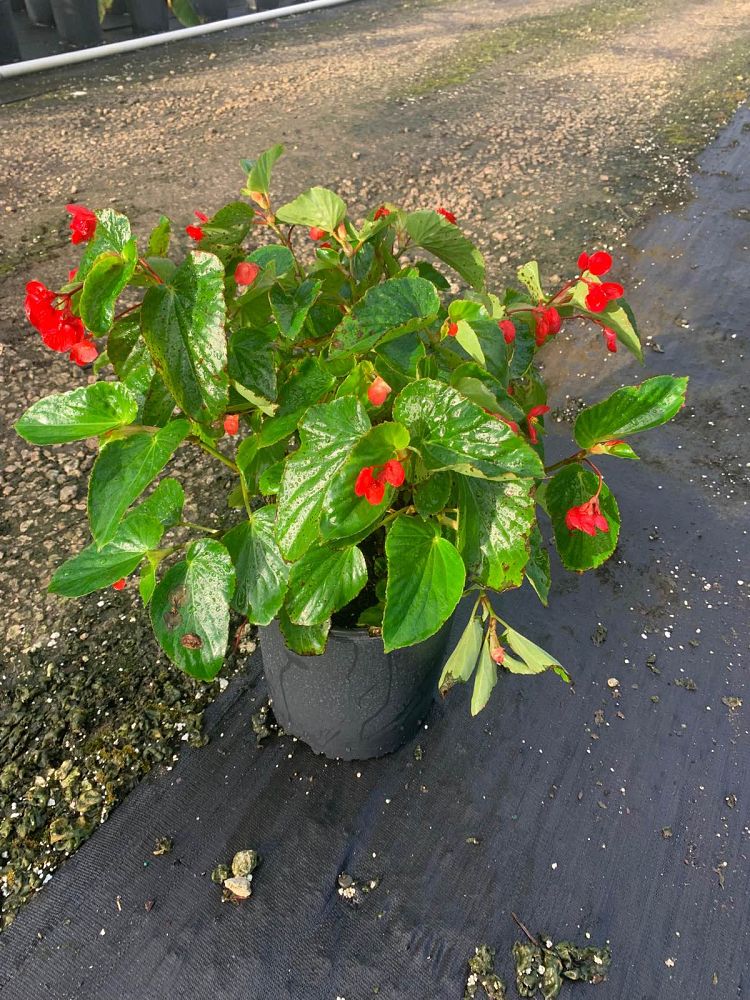 begonia-dragon-wing-red-dragon-wing-begonia