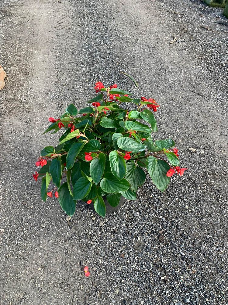 begonia-dragon-wing-red-dragon-wing-begonia