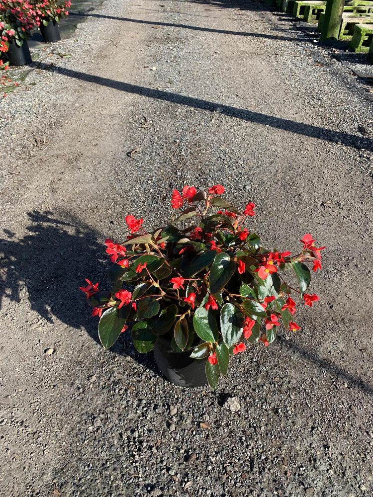 begonia-dragon-wing-red-dragon-wing-begonia